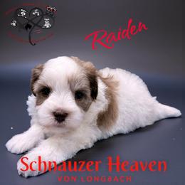 Raiden AKC - Parti male Miniature Schnauzer puppy in Pelzer, South Carolina from Schnauzer Heaven Von Longbach