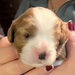 Noel - Blenheim female Cavalier King Charles Spaniel puppy in Gilbert, Arizona from Cacti Cavaliers