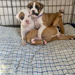 Boxer Puppies from Martinez Boxers of Central Florida