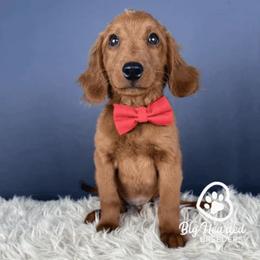 Marty - Red male Companion Cross puppy in Utah County, Utah from Big Hearted Breeders