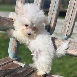 Beni - Parti male Maltipoo puppy in Lebanon, Kentucky from Mosaic Merle Doodles
