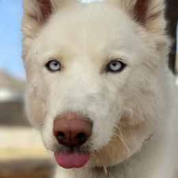 Siberian Huskies from Moon Huskies