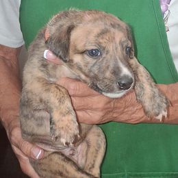 FUEL - Red brindle male Whippet puppy in Ocala, Florida from Sandstorm Whippets
