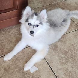 Cherry 🍒 - Pomsky