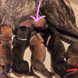 Light Purple Collar Apricot Girl - Apricot female Mastiff puppy in Auburn, Kansas from Puppy Paradise:  English Mastiff Puppies & Standard Goldendoodle Puppies