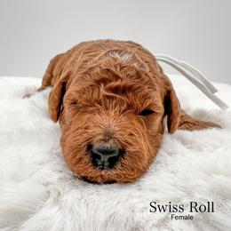 Swiss Roll - Red  female Goldendoodle puppy in Sunman, Indiana from Brunsman Country Doodles LLC