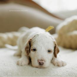 Chestnut - Parti female Goldendoodle puppy in Hiddenite, North Carolina from Rose and Reid Doodles