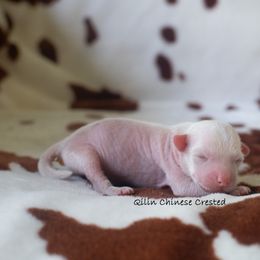Chinese Crested Puppies from Qilin Chinese Crested