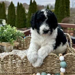 Rose - Black and white female Bernedoodle puppy in Bells, North Carolina from Neighborhood Poodles & Doodles