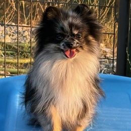 Pomeranian puppies from High Rocking Pom Poms