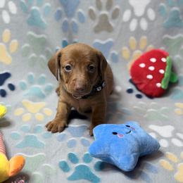 Little boy - Red male Dachshund puppy in Humble, Texas from A&B Mini Dachshunds
