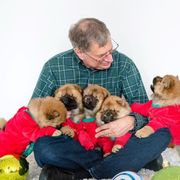 Chow Chow Puppies from Cameo Chows