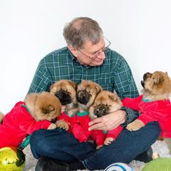 Chow Chow Puppies from Cameo Chows
