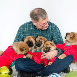 Chow Chow Puppies from Cameo Chows