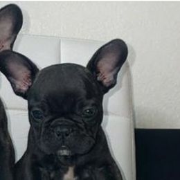 French Bulldog Puppies from FIRMEFRENCHIEZ_909