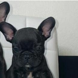 French Bulldog Puppies from FIRMEFRENCHIEZ_909