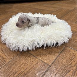 Dachshund Puppies from Finleys Babies