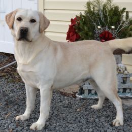 Labrador Retrievers from Larke Lab Kennels