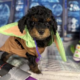 Bernedoodle and Goldendoodle Puppies from Donnas Deluxe Doodles LLC