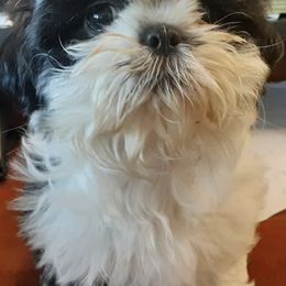 Shih Tzus from Shitzu Cuties