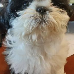 Shih Tzus from Shitzu Cuties