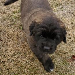 Leonberger Puppies from Corazon de Leon Leonbergers