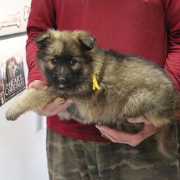 Gold Boy - Sable male German Shepherd puppy in Lake George, Colorado from High Country German Shepherds