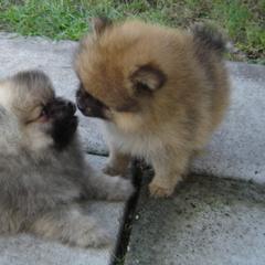 Pomeranians from Santiago Poms