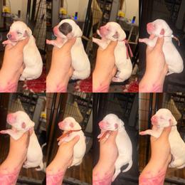 Pick 1 - Girl - White and black female Dalmatian puppy in Toledo, Ohio from Exquisite Dalmatians & Standard Poodles