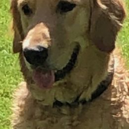 Golden Retriever All Grown Up from Sadie Lane Family Goldens