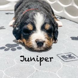 Juniper - Black rust and white female Bernese Mountain Dog puppy in Hudson, Indiana from TurkeyCreek-K9