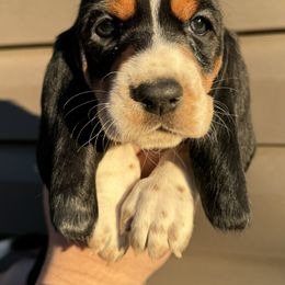 Girl 1 - Black white and brown Basset Hound puppy in Lynchburg, Virginia from Clays Bloodhounds and Bassets