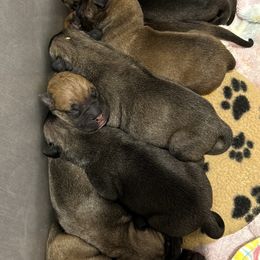 Bullmastiff Puppies from Curnwood’s Bullmastiff’s