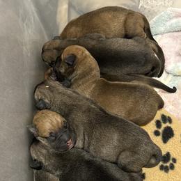 Bullmastiff Puppies from Curnwood’s Bullmastiff’s