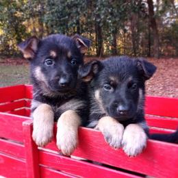 German Shepherds from Guardian Breeders