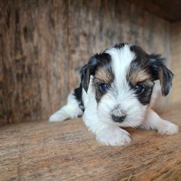 Layla - Parti female Yorkshire Terrier puppy in Mountain Grove, Missouri from Precious Puppies