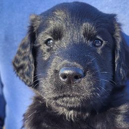 Flat-Coated Retrievers from Stonewall Retrievers