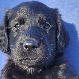 Flat-Coated Retrievers from Stonewall Retrievers