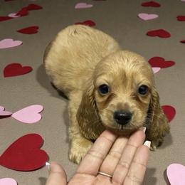 Love - Red male Dachshund puppy in Magnolia, Texas from Carrie’s Countryside Dachshunds