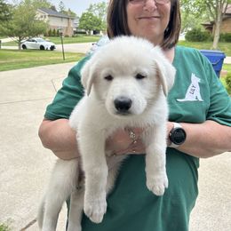 Black Collar Boy - White male Berger Blanc Suisse puppy in Orland Park, Illinois from Starfyre Berger Blanc Suisse