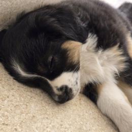 Australian Shepherd and Miniature Australian Shepherd Puppies from Cara Harker
