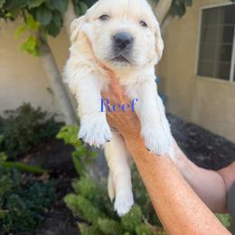 Reef - Light golden male Golden Retriever puppy in Atwater, California from Michelle‘s English cream golden retrievers