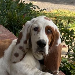 Noah - Basset Hound
