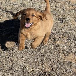 Max - Golden male Golden Retriever puppy in Wellington, Colorado from High Country Golden Retrievers