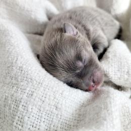 Princess Daisy - Blue female Pomsky puppy in Sand Coulee, Montana from Big Sky Pomskies