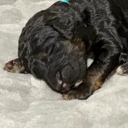 Jett - Phantom female Poodle puppy in Travelers Rest, South Carolina from Cotton Top