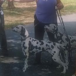 Zebra - Dalmatian