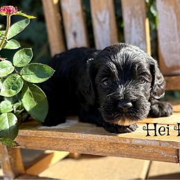 Hei Hei - Black male Cockapoo puppy in Clinton, Oklahoma from Enchanted Spaniels