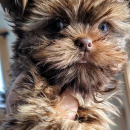 Shih Tzu, Shorkie, Yorkipoo, and Yorkshire Terrier Puppies from Little Rascal Ranch