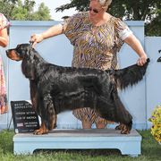 Keira - Gordon Setter